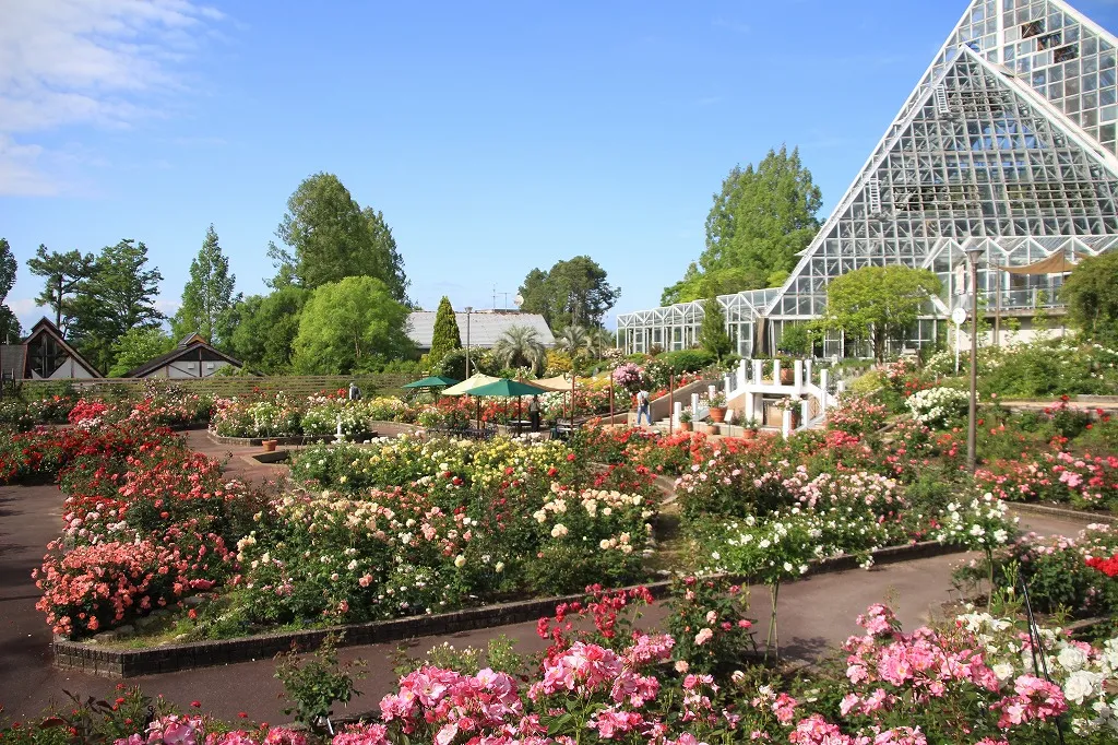 花の文公園　バラ
