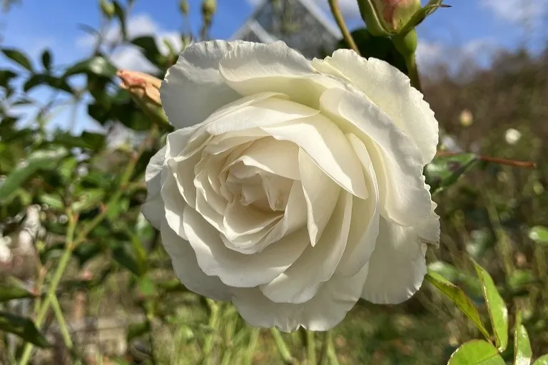 花の文公園　バラ