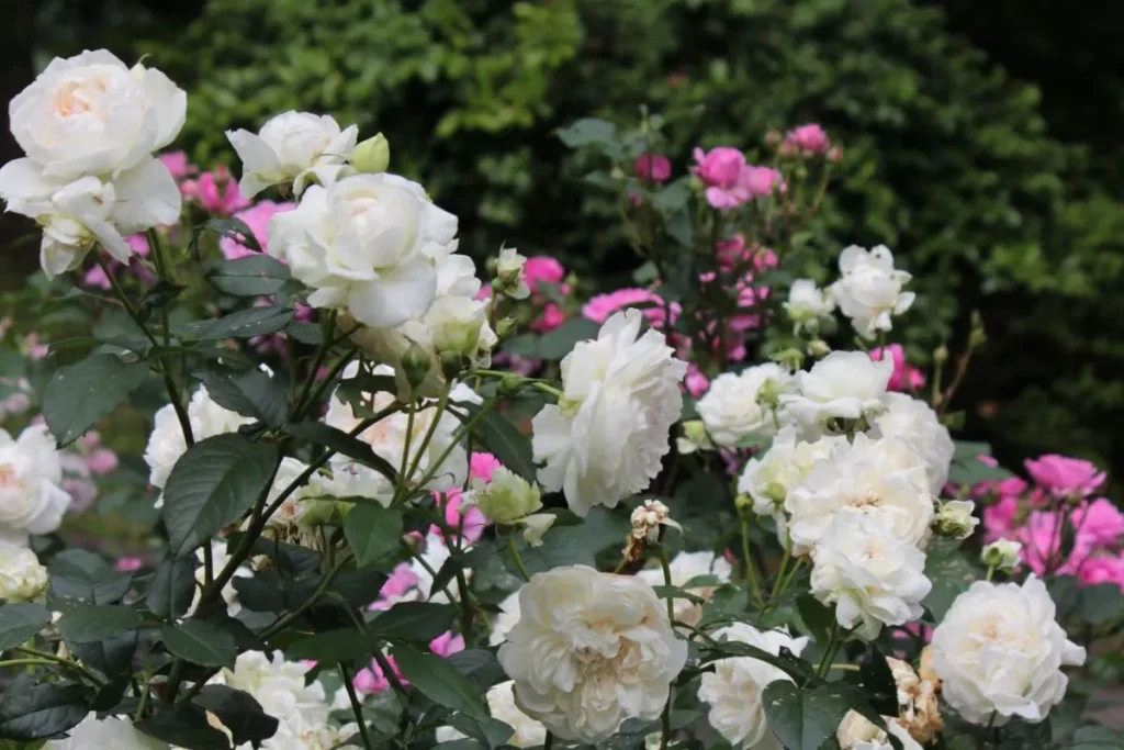 服部緑地公園　バラ園