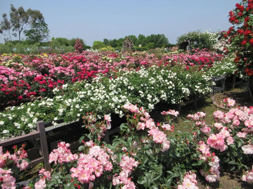 和泉リサイクル環境公園 バラ園