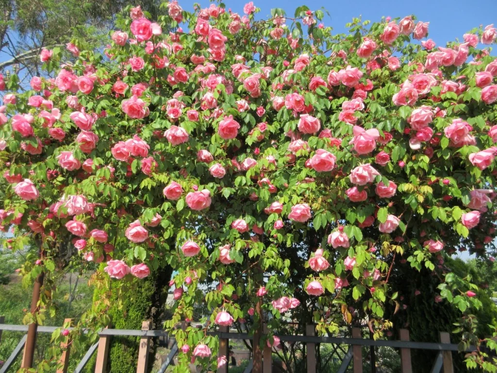 和泉リサイクル環境公園 バラ園