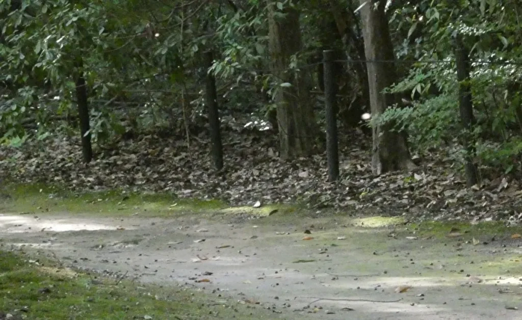 万博記念公園　「自立した森」