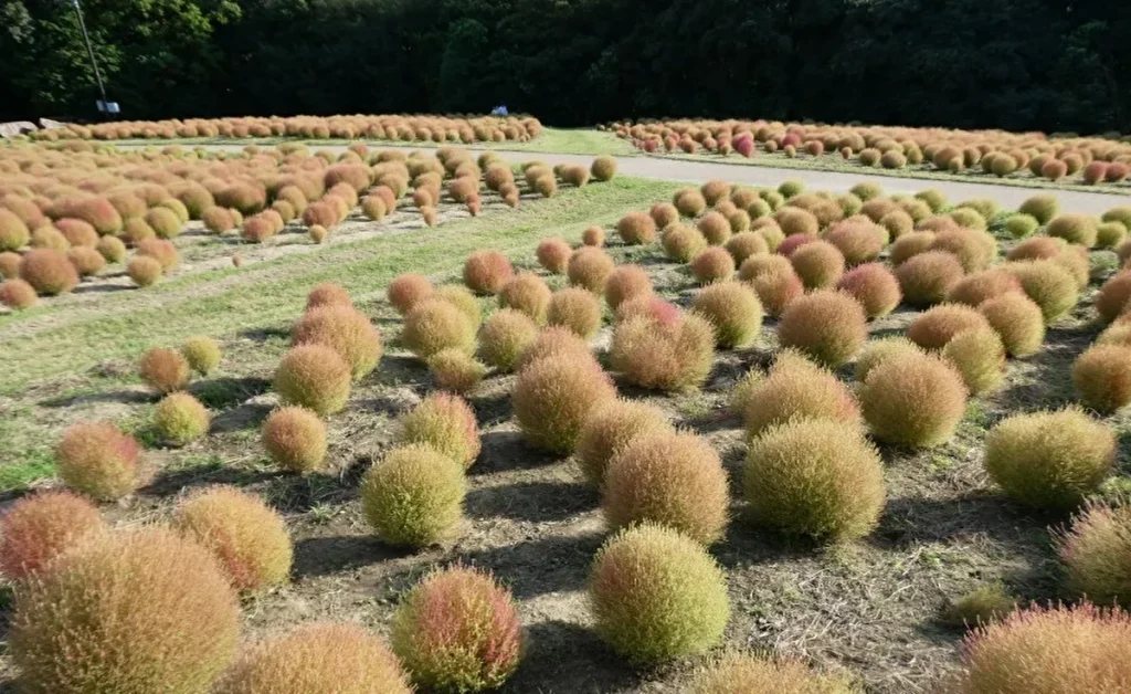 コスモス・コキアフェスタ コキア