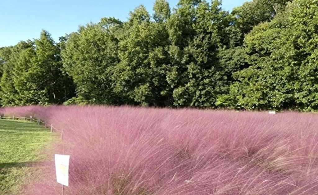 コスモス・コキアフェスタ ミューレンベルギア