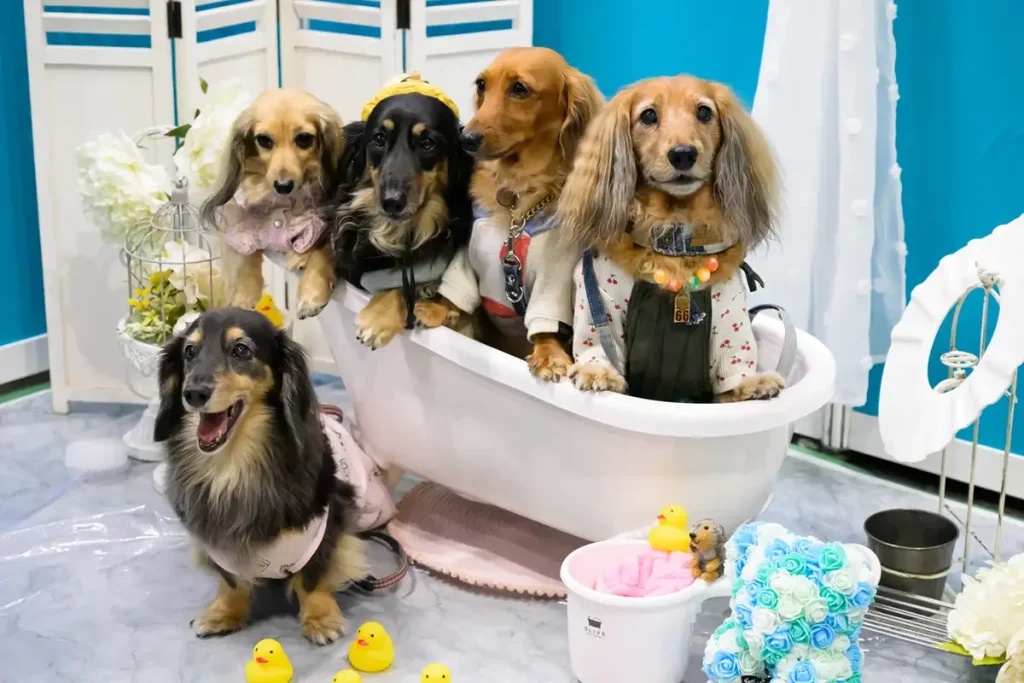 ペットイベント インテックス大阪