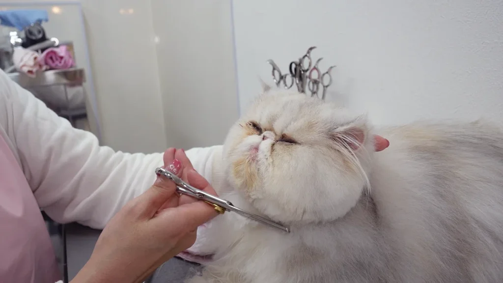 ペットイベント インテックス大阪