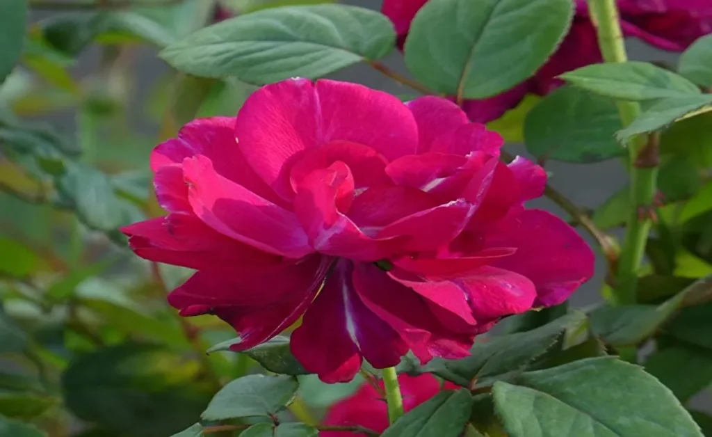 平和のバラ園　濃いピンクのバラ