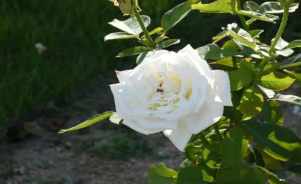 平和のバラ園　白いバラ（一輪）