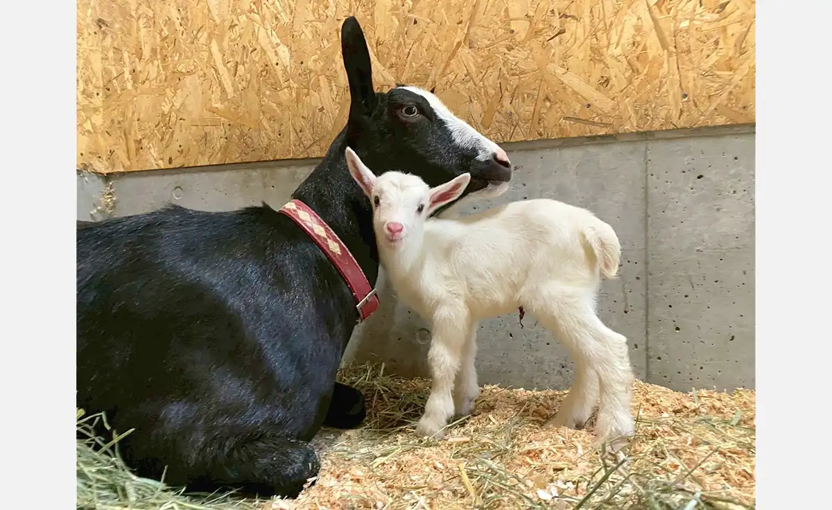 「堺・緑のミュージアム　ハーベストの丘」で仔ヤギの男の子誕生！