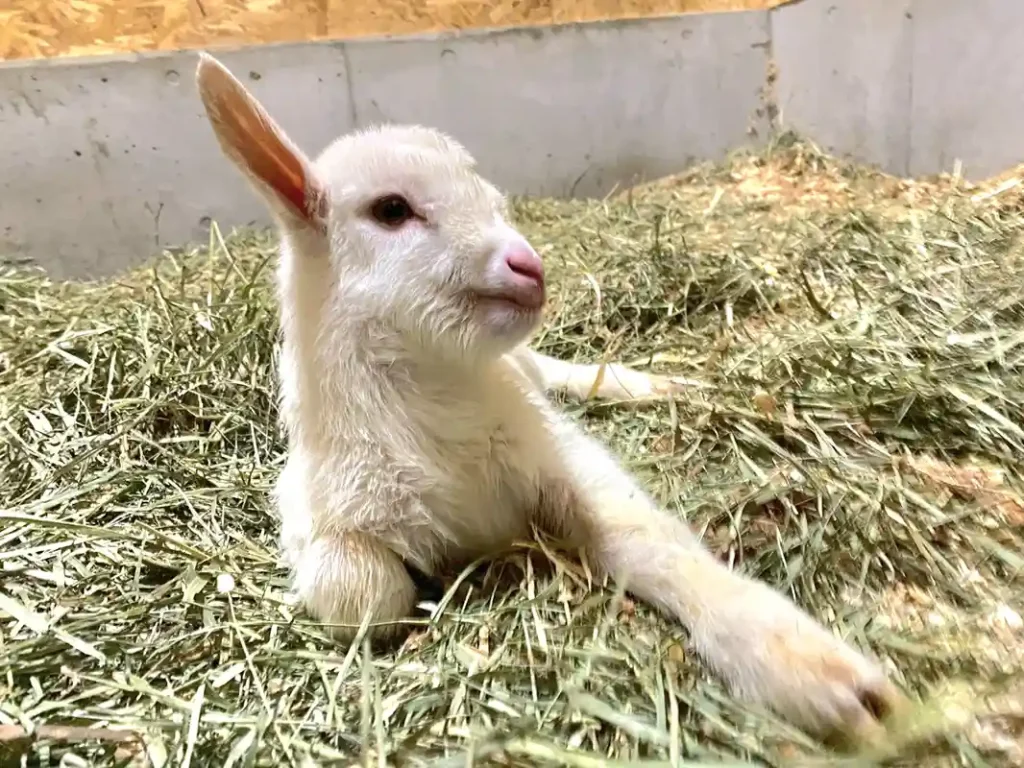仔ヤギ　ハーベストの丘