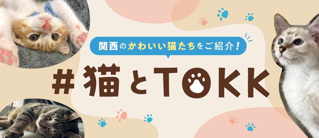猫とTOKK