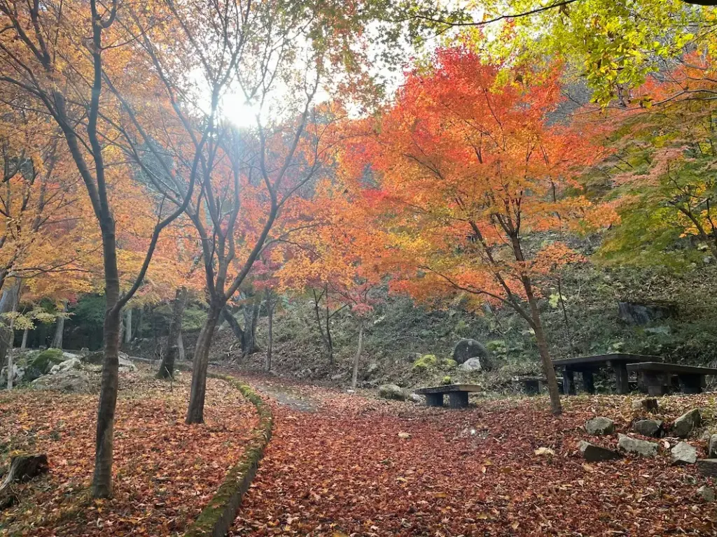 茨木市立桜の苑の紅葉