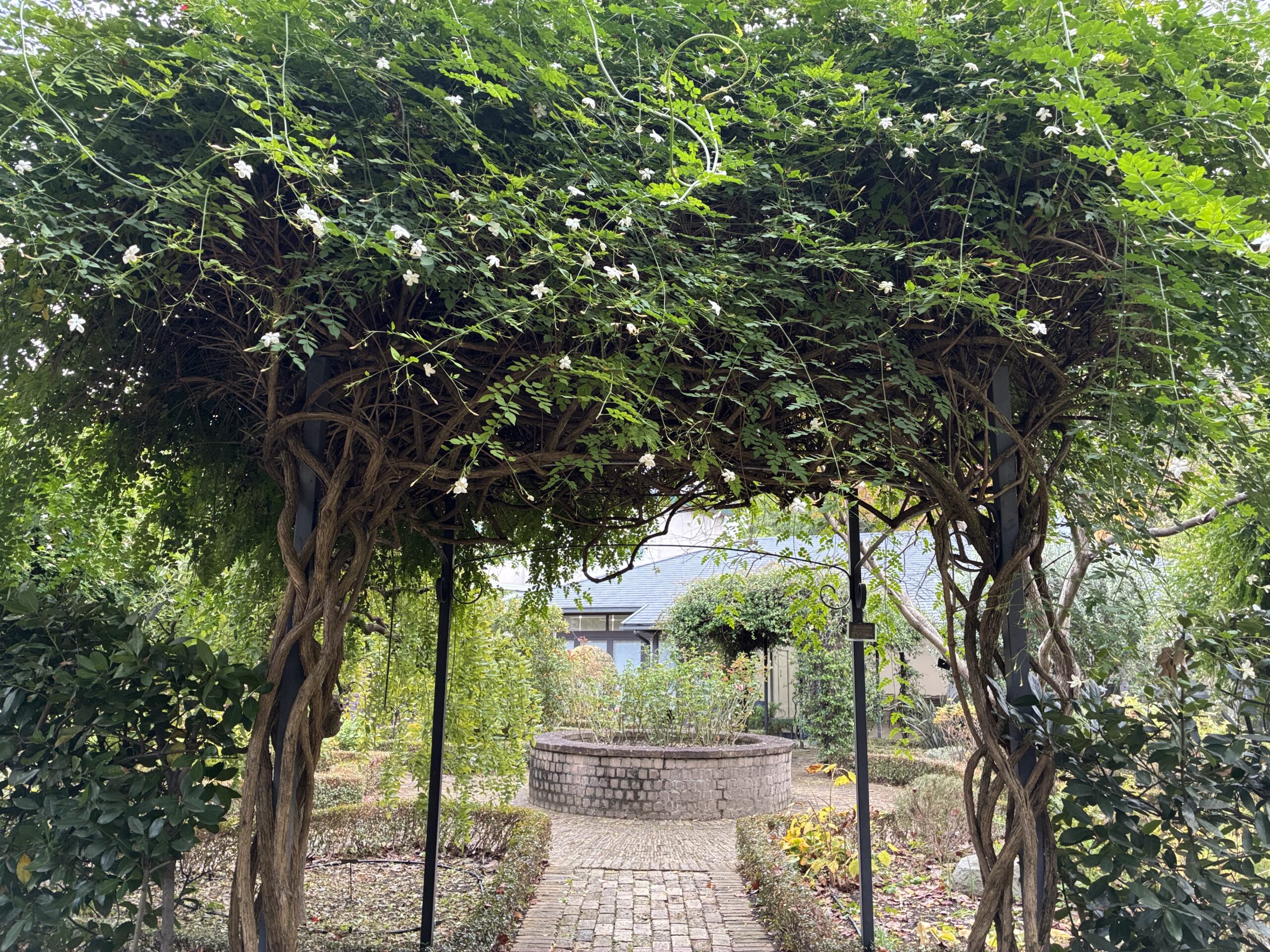 【宝塚市】冬を目前にジャスミンのアーチが優しく香るメインガーデン。読書やランチにぴったりの空間。