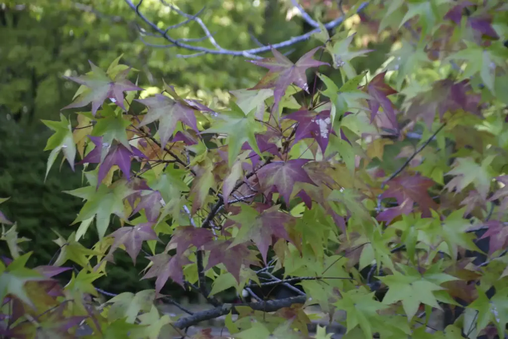 万博記念公園　アメリカフウ