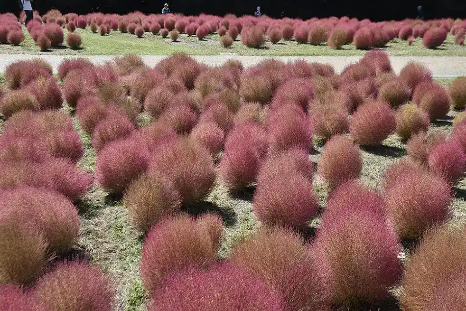 万博記念公園　コキア2