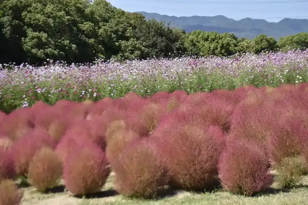 万博記念公園　コキア