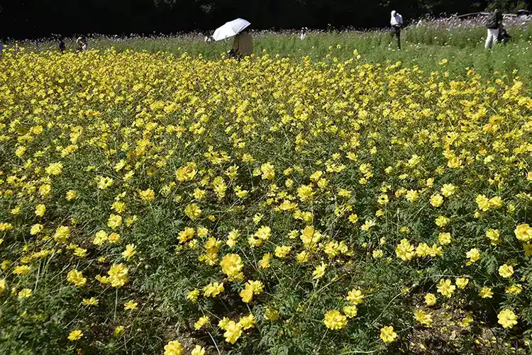 万博記念公園　コスモス2
