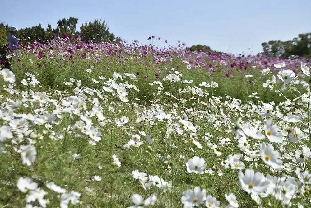 万博記念公園　コスモス1