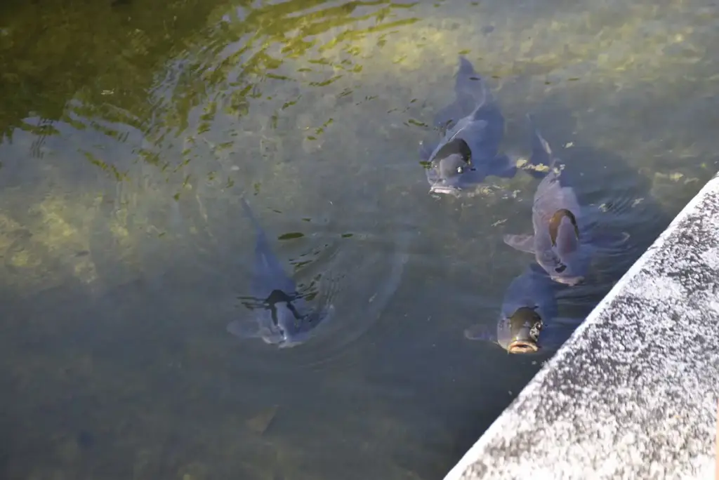 万博記念公園　日本庭園8