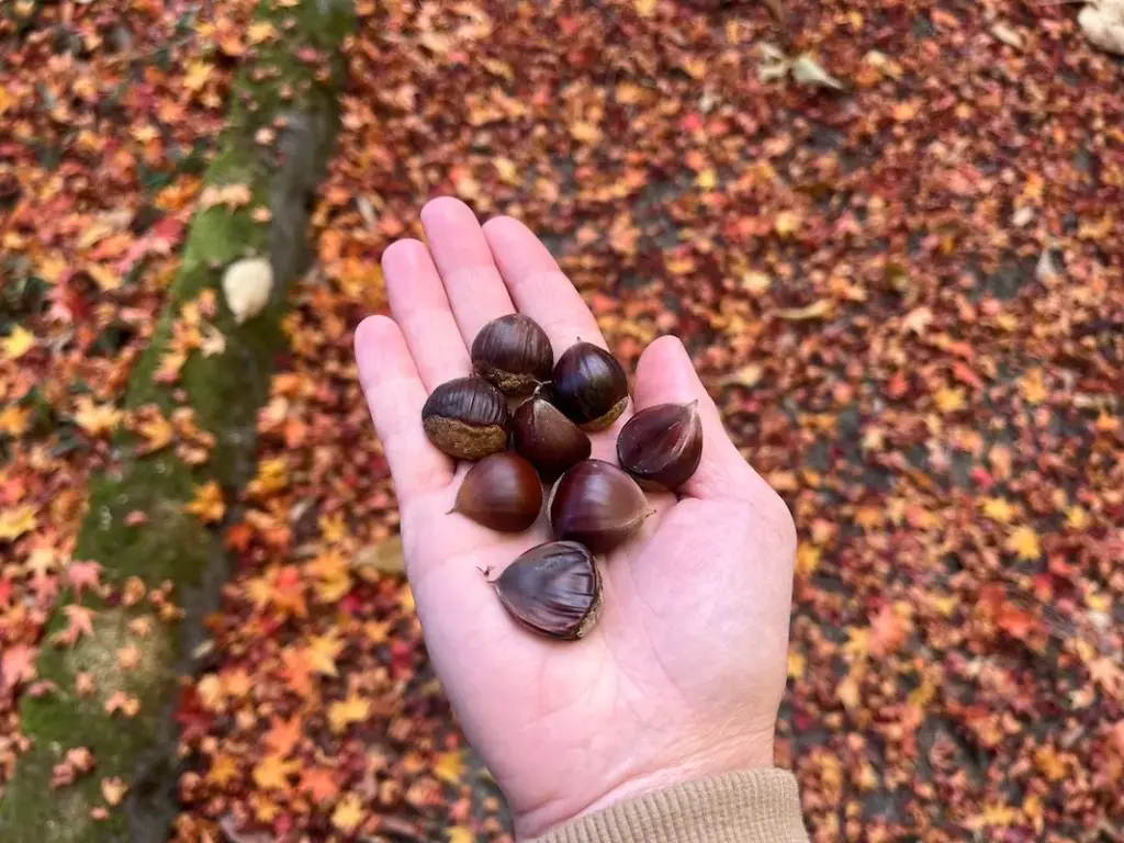 茨木市立桜の苑の栗