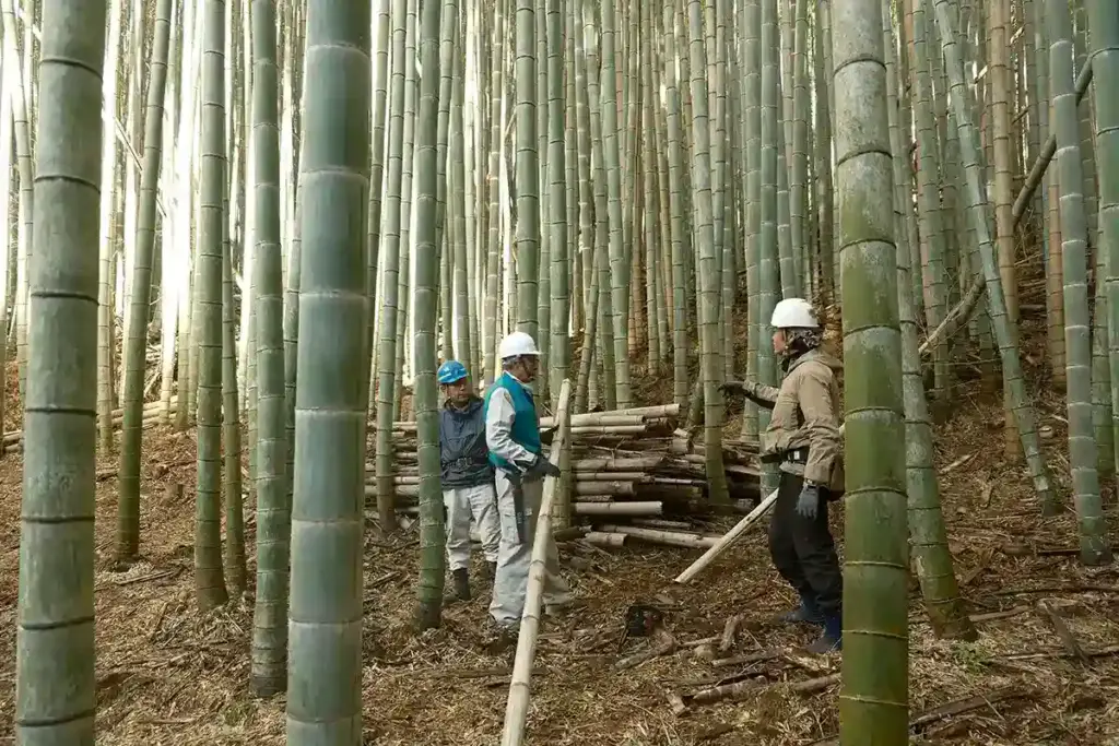 京都発・竹・流域環境ネット　竹林11