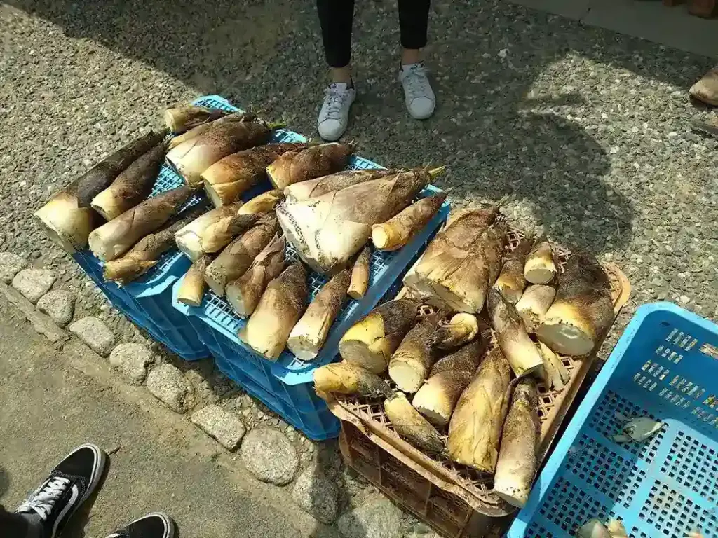 京都発・竹・流域環境ネット　京タケノコ