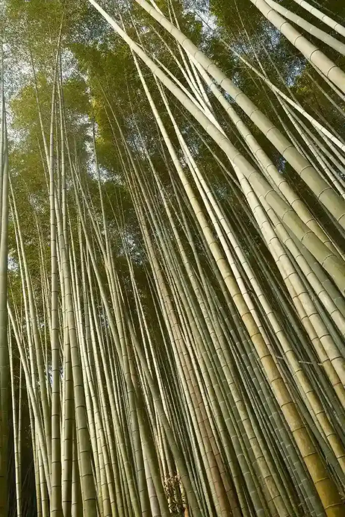 京都発・竹・流域環境ネット　竹林19