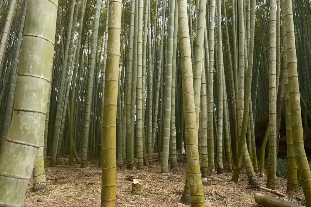 京都発・竹・流域環境ネット 竹林1