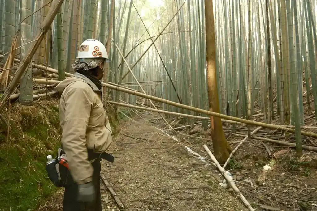 京都発・竹・流域環境ネット　竹林20