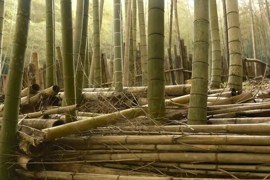 京都発・竹・流域環境ネット　竹林21