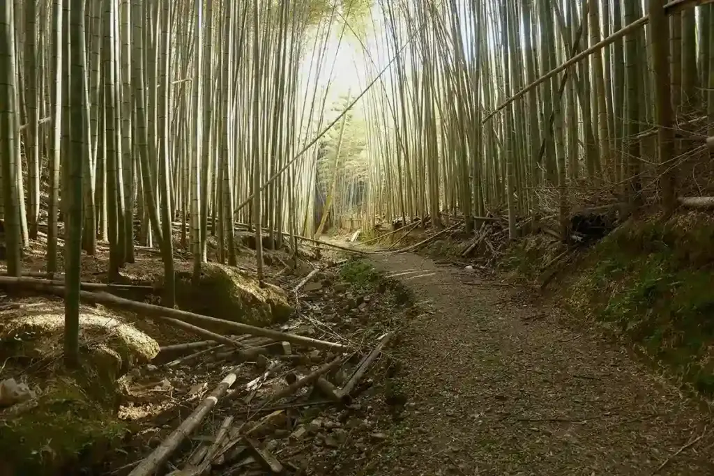 京都発・竹・流域環境ネット　竹林22