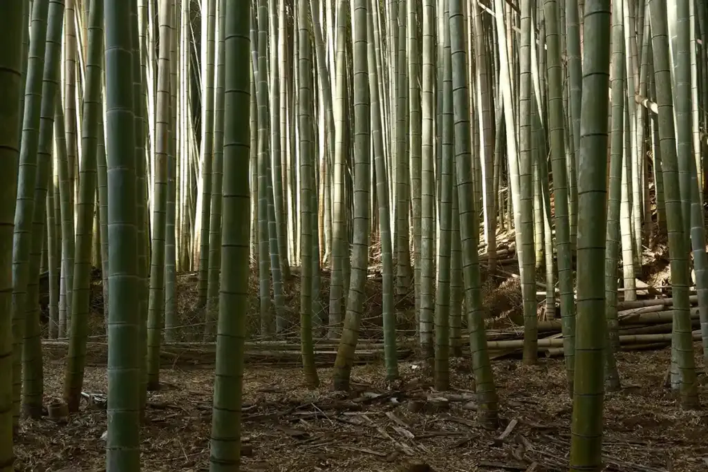京都発・竹・流域環境ネット 竹林8