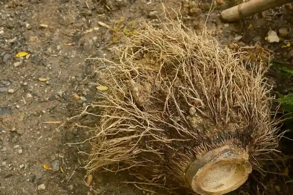 京都発・竹・流域環境ネット 竹の根っこ