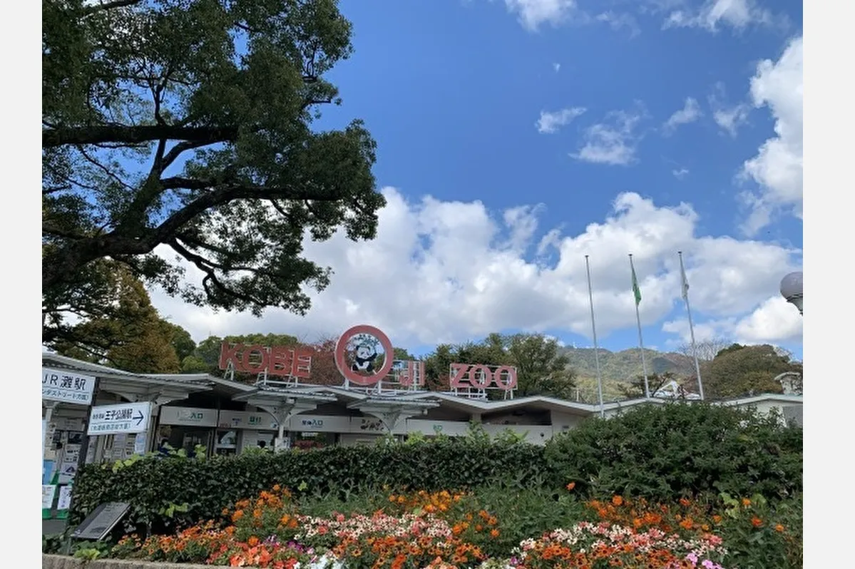 灘区王子町「神戸市立王子動物園」の人気アニマル、コアラ・マヌルネコ・ホッキョクグマが2026年のカレンダーに！