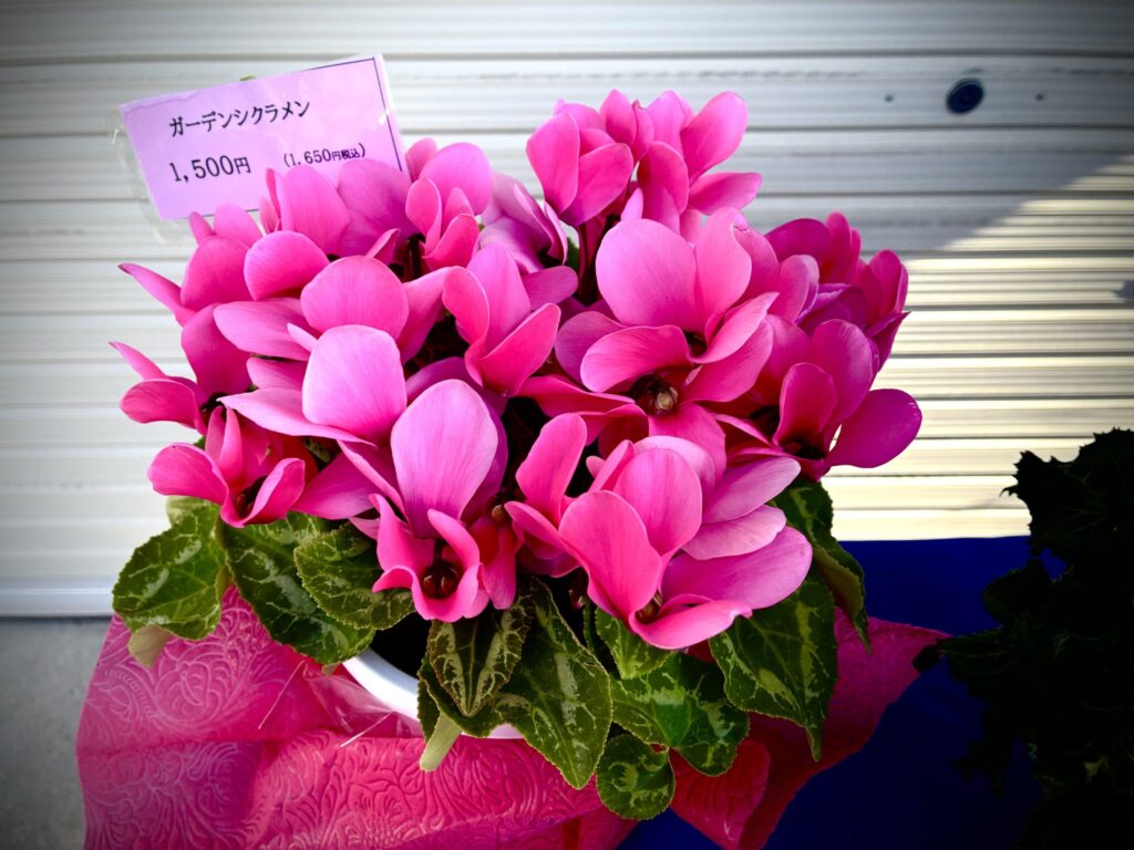 シクラメン ガーデンシクラメン