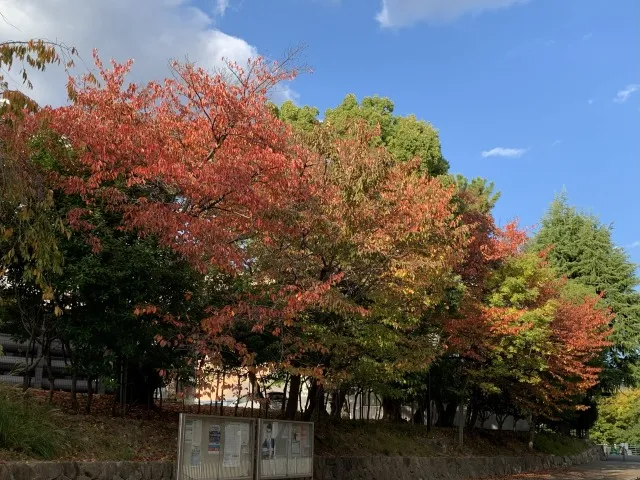 スターバックス　神戸大学店　紅葉
