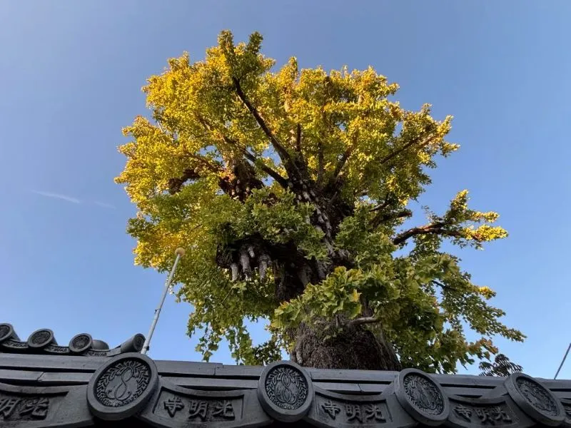 紅葉情報｜そろそろ見頃！黄金色に輝く大イチョウには無数の「乳」が！｜樹齢400年の天然記念物｜西小路  光明寺