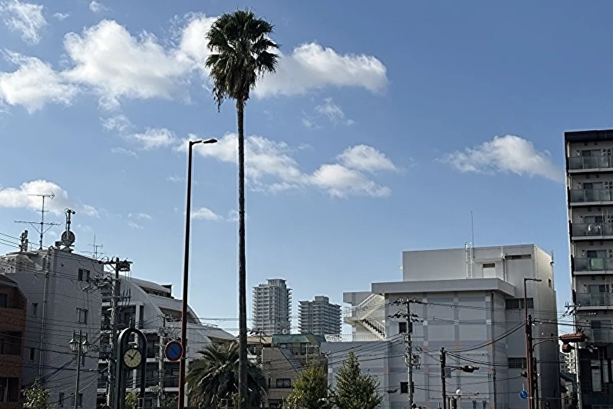東灘区の岡本交差点南東角にある「本山街園」、通称バラ公園のヤシの木が伐採されるらしい