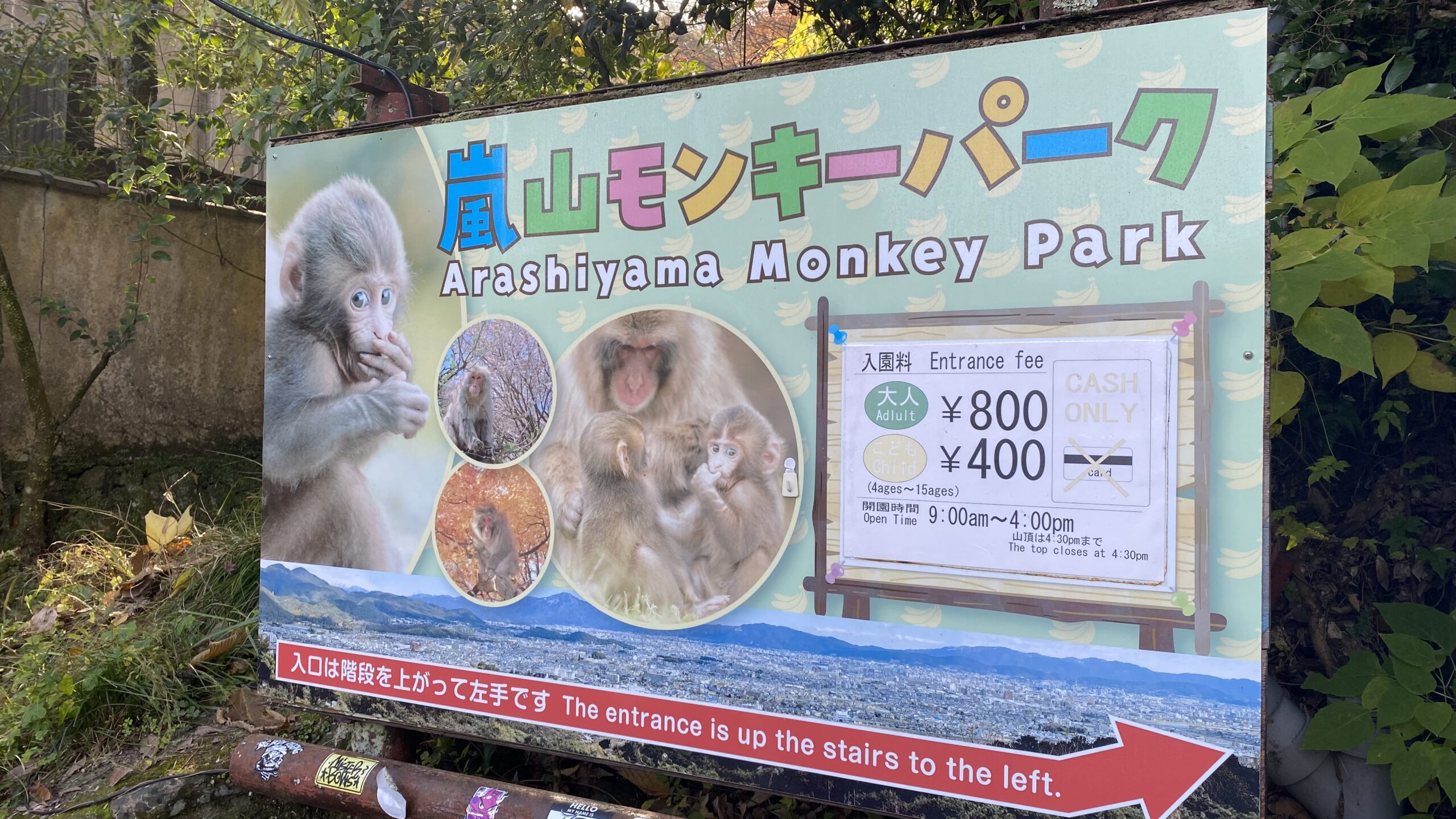 嵐山のモンキーパーク！来て良かった♪