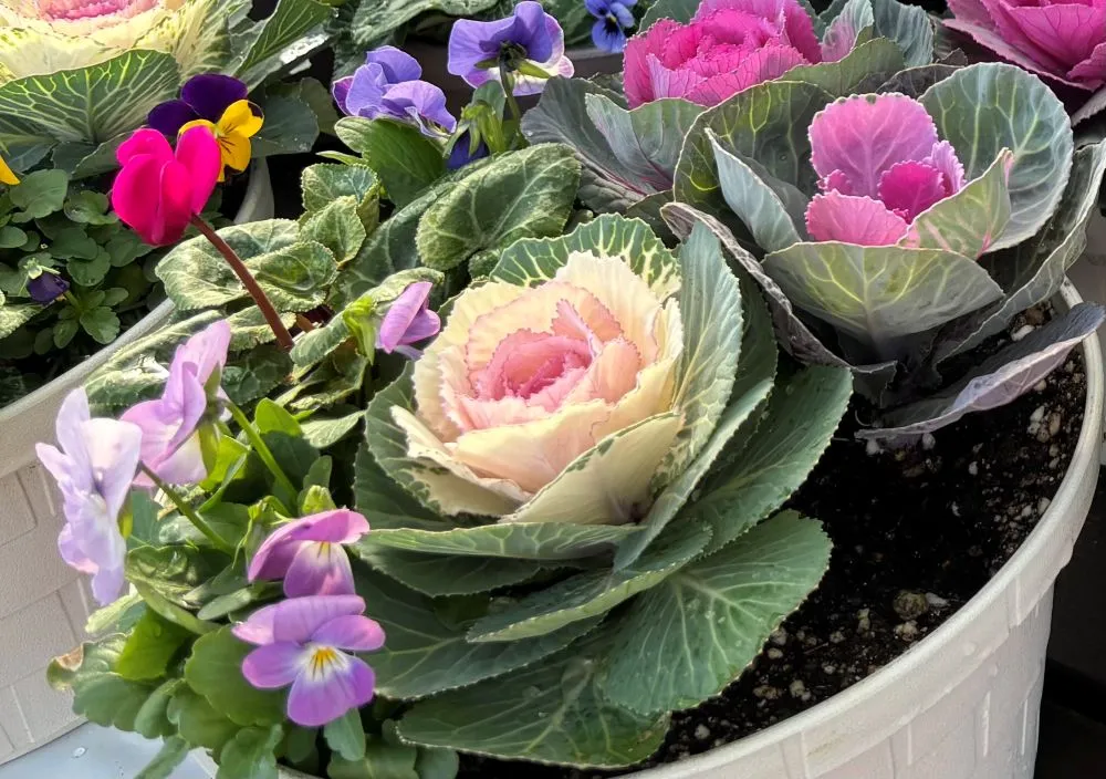箕面かやの｜コーナンの園芸コーナーは冬の花がいっぱい｜ガーデンシクラメン、パンジー、葉牡丹など寄せ植えに使える苗を多数販売中！