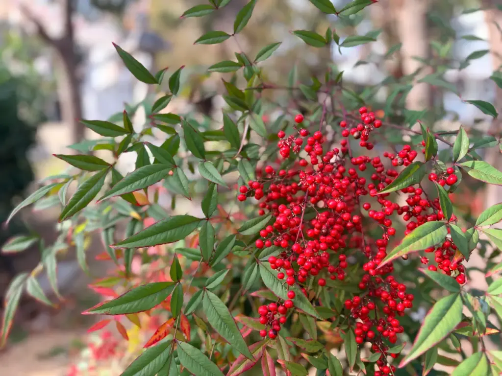 大島神社の南天