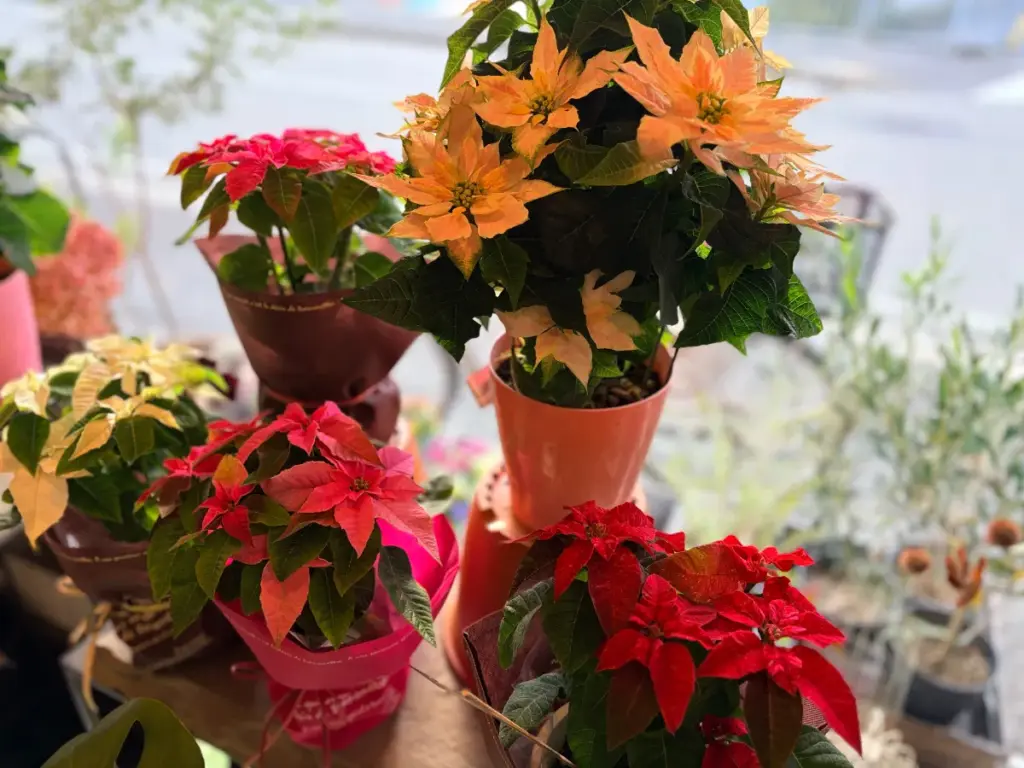 「サンクキャトル」のポインセチア