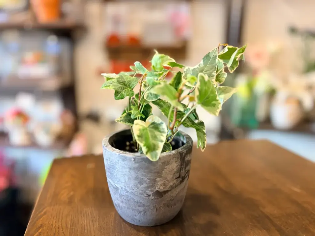 「サンクキャトル」で購入したアイビー