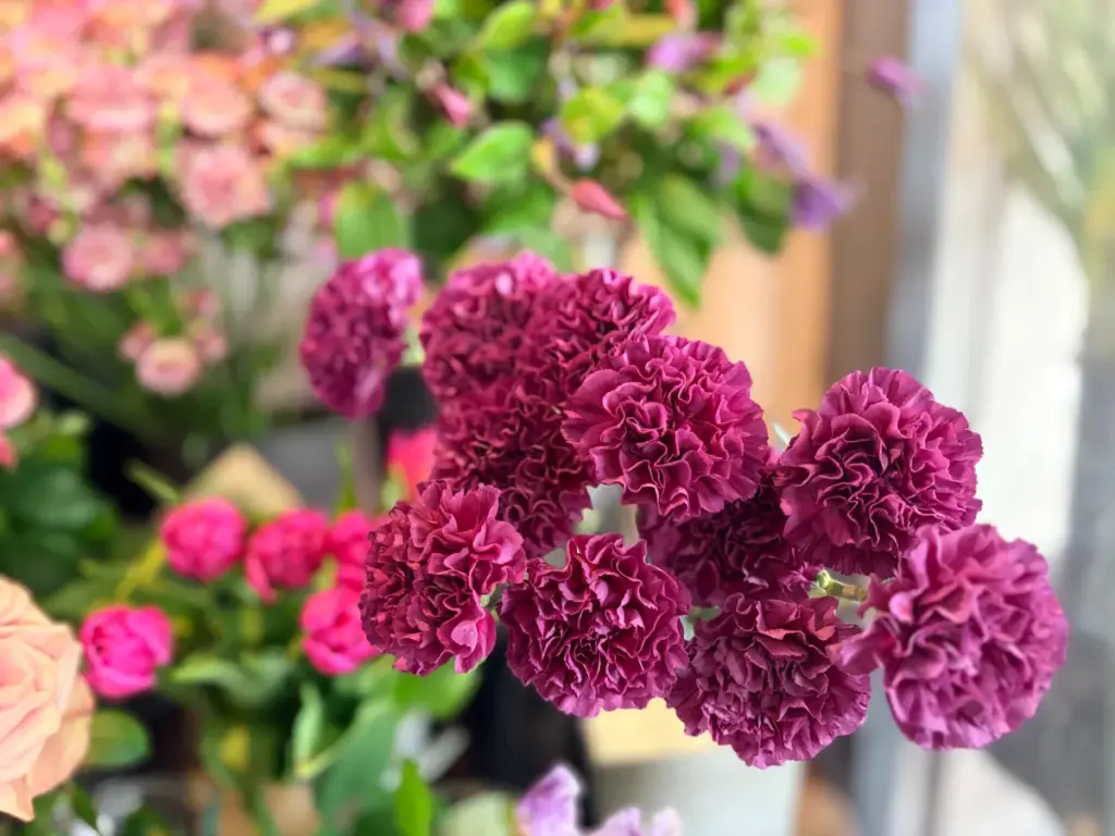 「プラム」の紫色のカーネーション