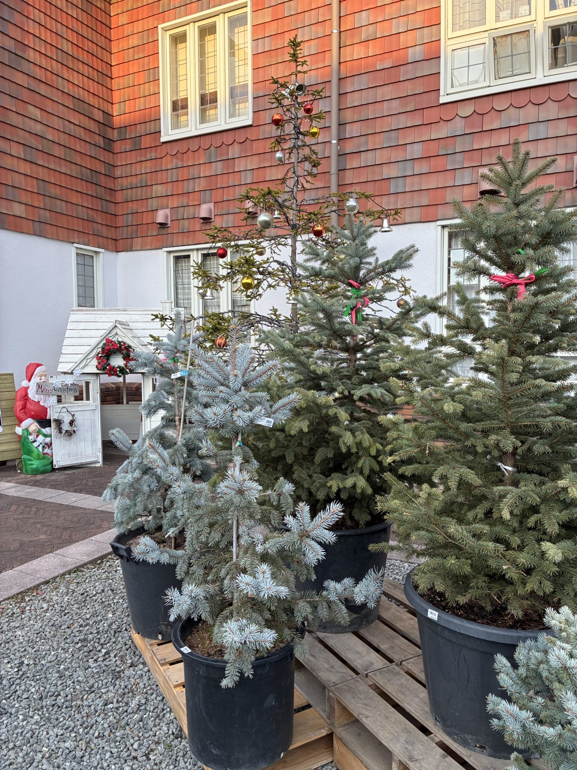 宝塚・山本の大規模園芸店「あいあいパーク」ならクリスマス＆お正月の準備、間に合います。