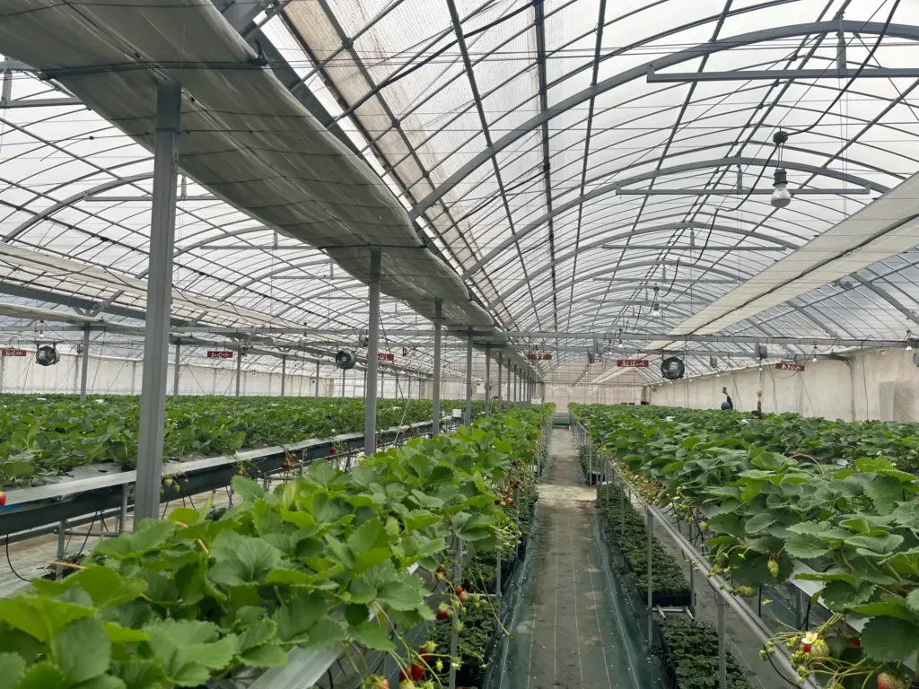 Strawberry Farm No.15ビニールハウス内