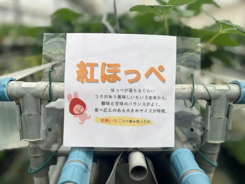 Strawberry Farm No.15の紅ほっぺの説明