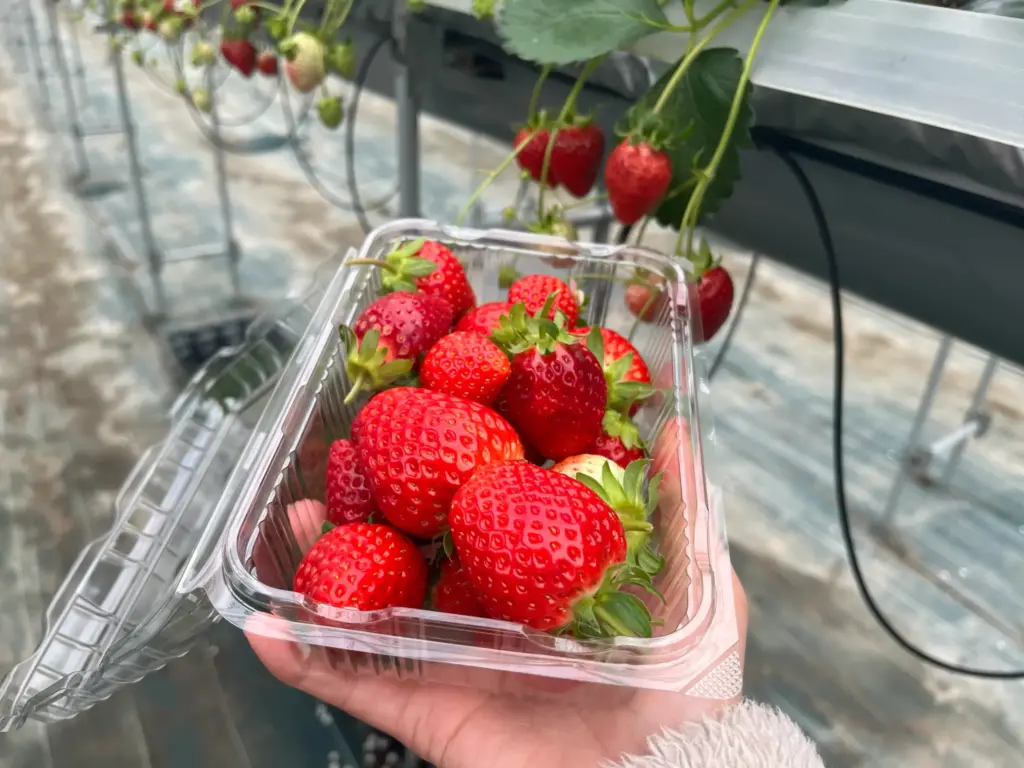 イマン　クラックイチゴ　ストッカー イマン クラックイチゴ ストッカー