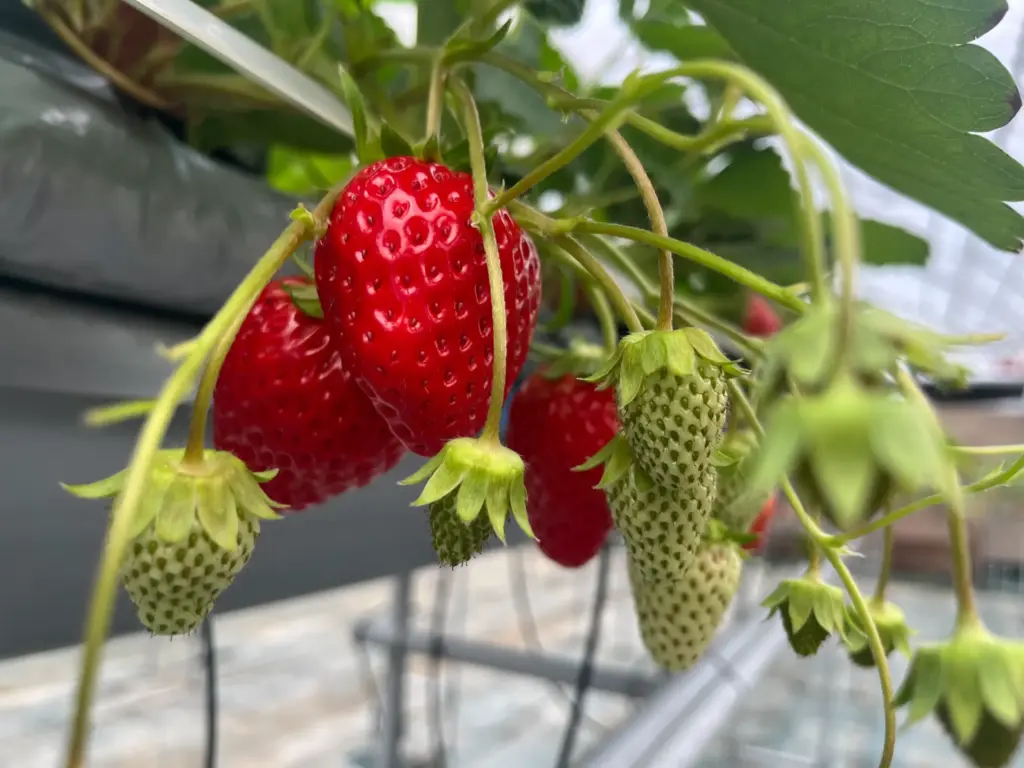 Strawberry Farm No.15のいちご