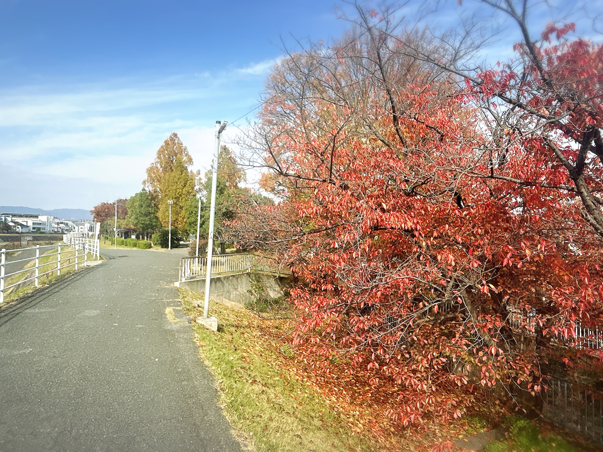 【摂津市・平和公園の紅葉】大正川沿いで見つけた、秋の小さなごほうび